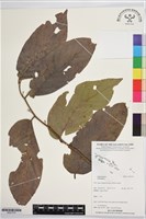 登錄號:BS07370藏品圖，第1張