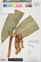 登錄號:BS07372藏品圖，第1張