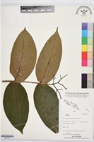 登錄號:BS07373藏品圖，第1張