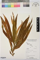 登錄號:BS07374藏品圖，第1張