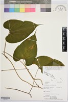 登錄號:BS07375藏品圖，第1張