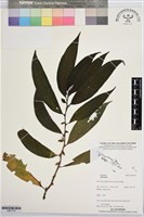 登錄號:BS07376藏品圖，第1張