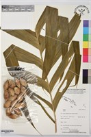 登錄號:BS07377藏品圖，第1張