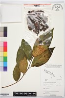 登錄號:BS07378藏品圖，第1張