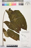 登錄號:BS07379藏品圖，第1張