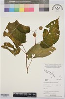 登錄號:BS07380藏品圖，第1張