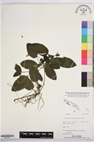 登錄號:BS07381藏品圖，第1張