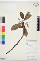 登錄號:BS07382藏品圖，第1張