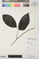 登錄號:BS07384藏品圖，第1張