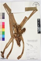 登錄號:BS07385藏品圖，第1張