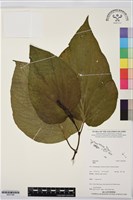 登錄號:BS07388藏品圖，第1張