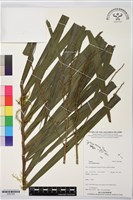 登錄號:BS07389藏品圖，第1張