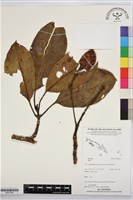 登錄號:BS07390藏品圖，第1張