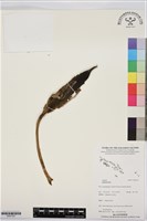 登錄號:BS07391藏品圖，第1張