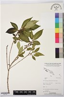 登錄號:BS07392藏品圖，第1張