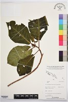 登錄號:BS07393藏品圖，第1張