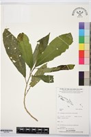 登錄號:BS07394藏品圖，第1張