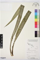 登錄號:BS07395藏品圖，第1張