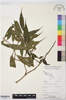 登錄號:BS07397藏品圖，第1張