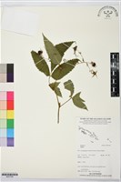 登錄號:BS07398藏品圖，第1張