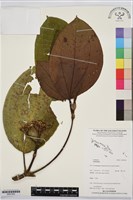 登錄號:BS07400藏品圖，第1張