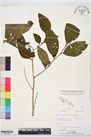 登錄號:BS07401藏品圖，第1張