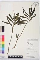 登錄號:BS07403藏品圖，第1張