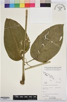 登錄號:BS07405藏品圖，第1張