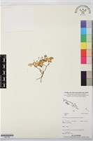 登錄號:BS07406藏品圖，第1張