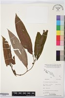 登錄號:BS07407藏品圖，第1張