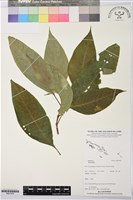 登錄號:BS07409藏品圖，第1張