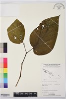 登錄號:BS07410藏品圖，第1張