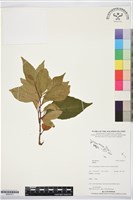 登錄號:BS07411藏品圖，第1張