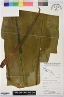 登錄號:BS07412藏品圖，第1張