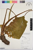 登錄號:BS07413藏品圖，第1張