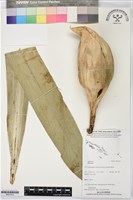 登錄號:BS07414藏品圖，第1張