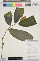 登錄號:BS07415藏品圖，第1張