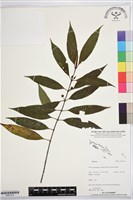 登錄號:BS07416藏品圖，第1張