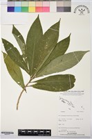 登錄號:BS07417藏品圖，第1張