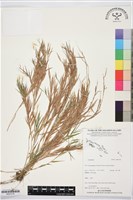 登錄號:BS07418藏品圖，第1張