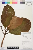 登錄號:BS07420藏品圖，第1張