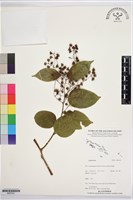 登錄號:BS07421藏品圖，第1張