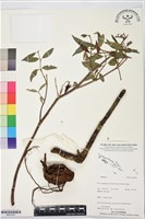 登錄號:BS07423藏品圖，第1張