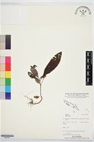 登錄號:BS07427藏品圖，第1張