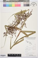 登錄號:BS07428藏品圖，第1張