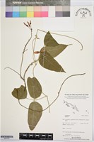 登錄號:BS07431藏品圖，第1張