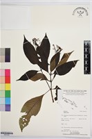 登錄號:BS07432藏品圖，第1張