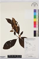 登錄號:BS07434藏品圖，第1張