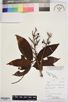 登錄號:BS07436藏品圖，第1張