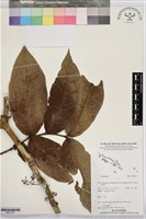 登錄號:BS07437藏品圖，第1張